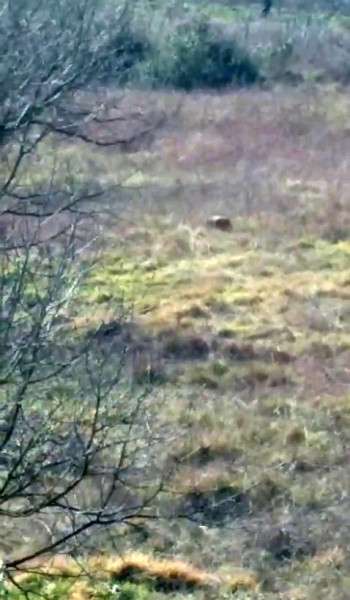 Aç kalan ayı fındık bahçesinde görüntülendi