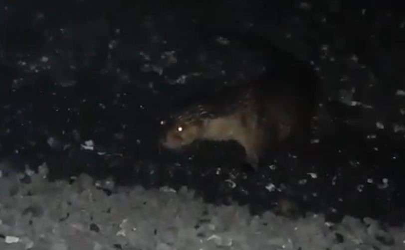 Denizden çıkan su samurunu beslediler