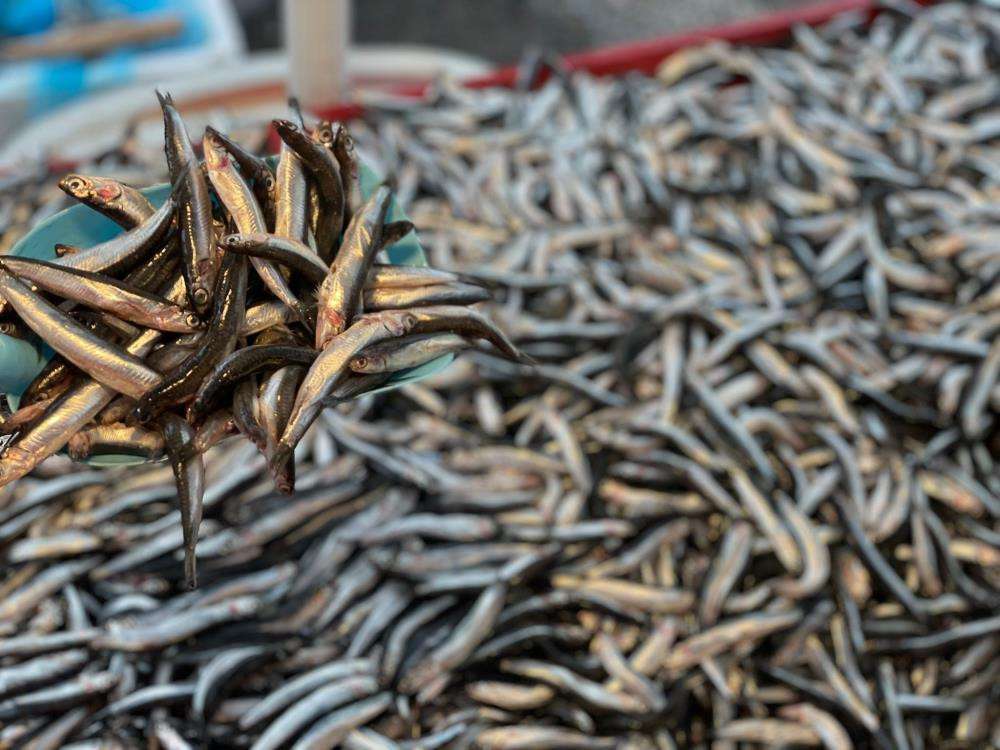 Denizden hamsi fışkırıyor