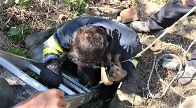  Su kuyusuna düşen yavru köpeği itfaiye kurtardı