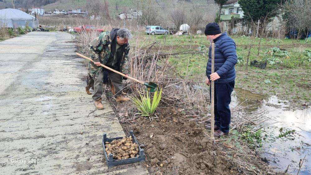 Toprak altında yetişen yer elmasının hasadı başladı