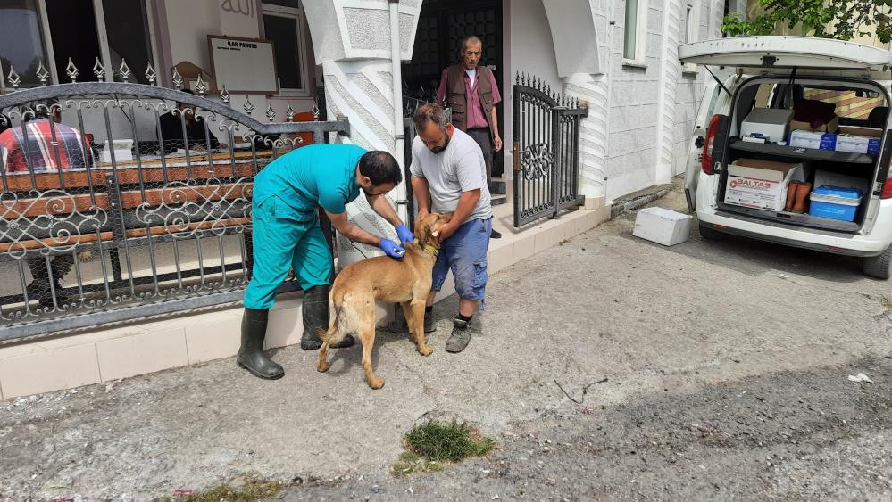  Zonguldak'da köpekler artık mikroçipli
