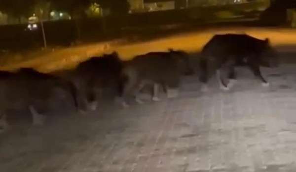  Zonguldak’ta aç kalan domuz sürüsü ilçe merkezine indi