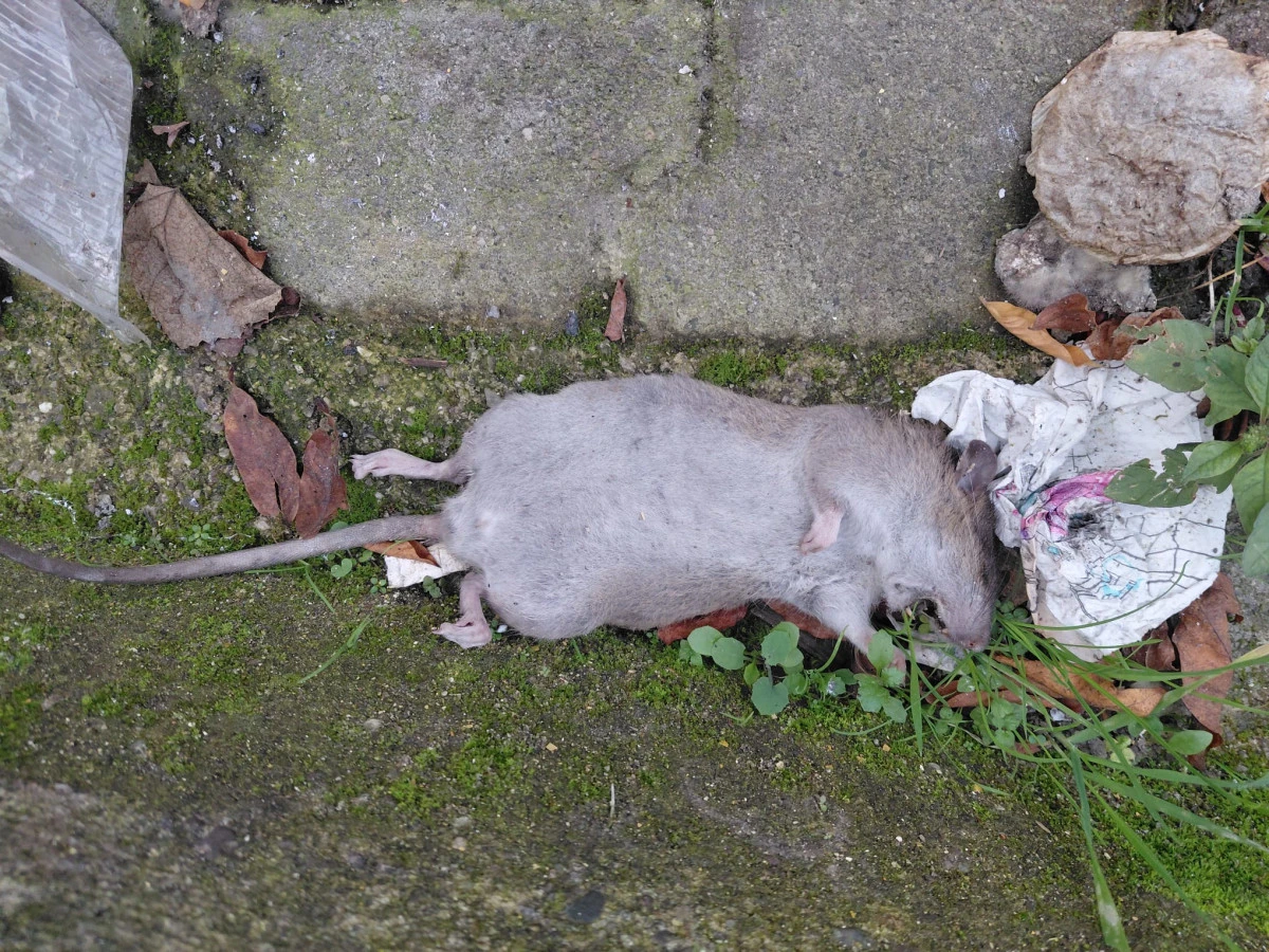 Zonguldak'ta mahalleyi fareler bastı: Vatandaş tedirgin