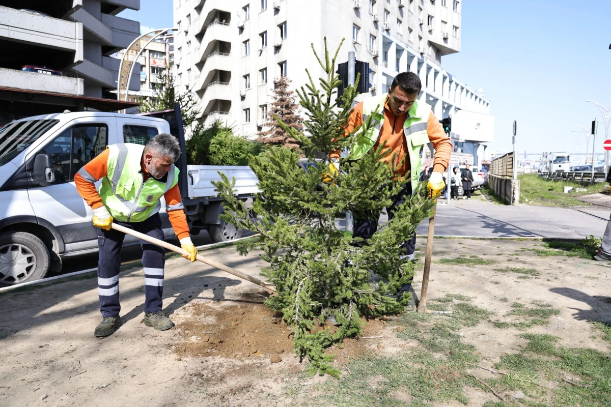 Zongulddak Belediyesi &Ccedil;am dikti